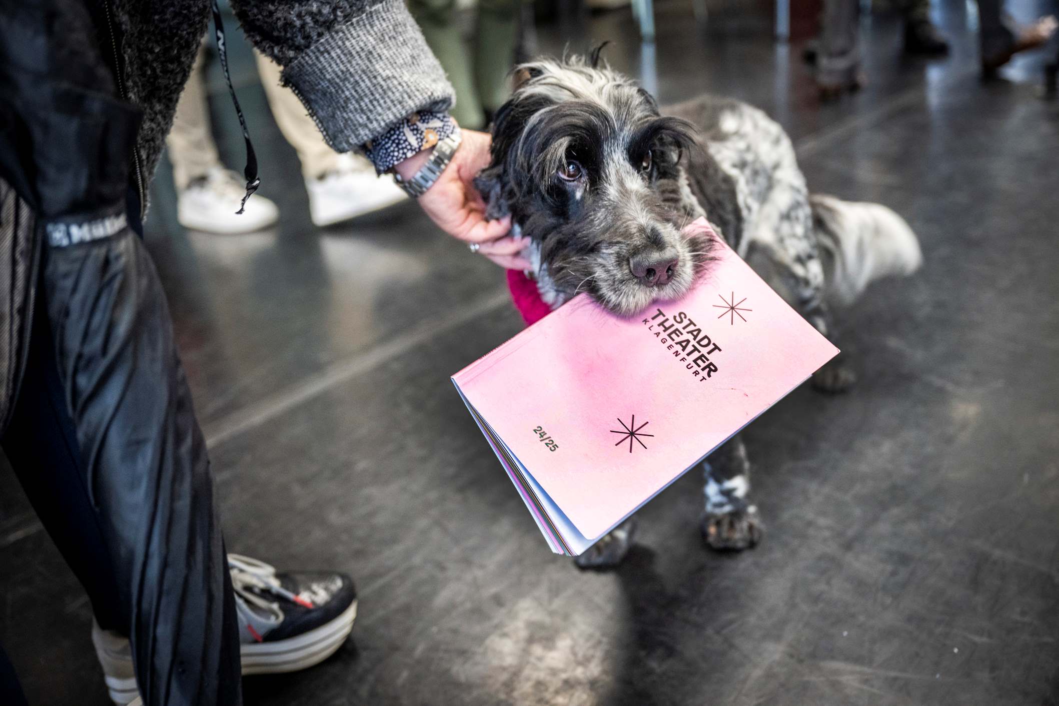 Hund Moses bei der Stadttheater Spielzeit-PK mit dem aktuellen Programmheft im Maul